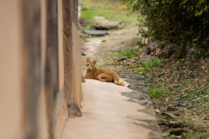 Stone walls next to cat